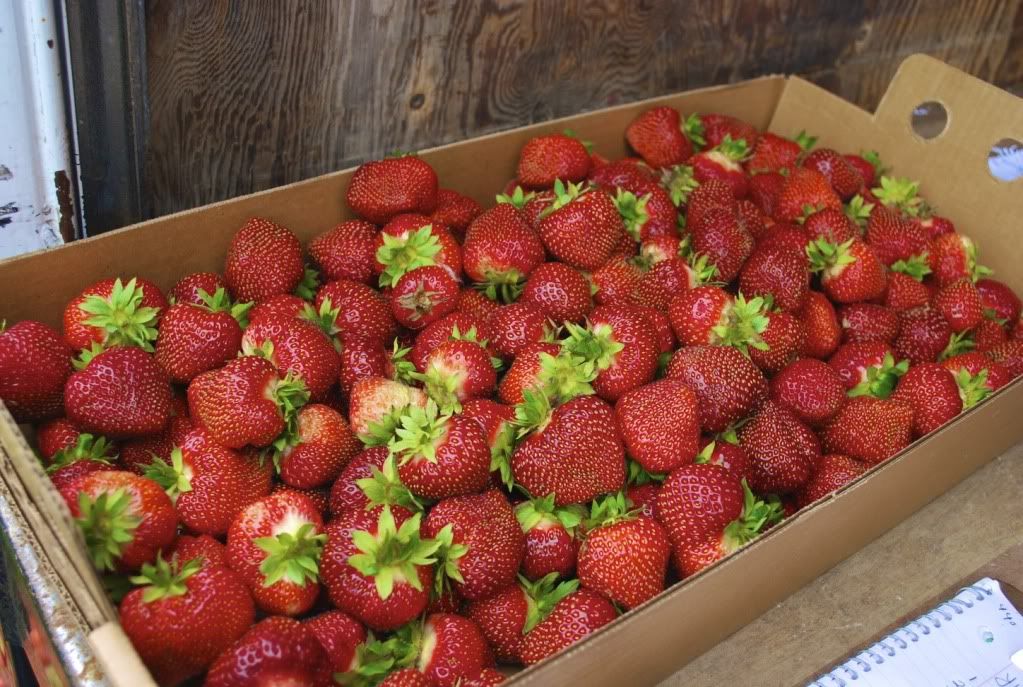 Sunny Hill Farm *Strawberry Fields Forever*